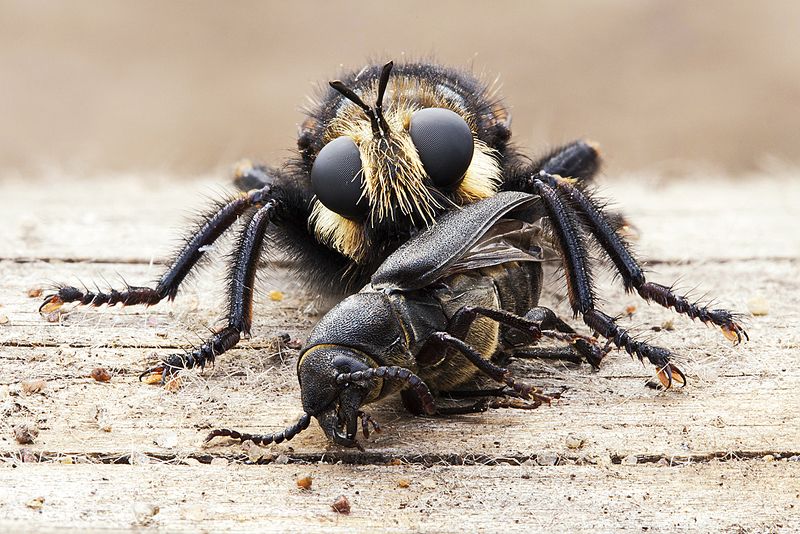 жук, насекомое, макро, природа Жертваphoto preview