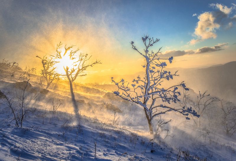 Приморье, Приморский край, зима,  метель, пурга Зимняя сказкаphoto preview