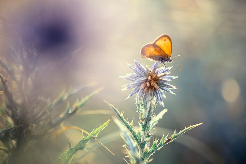 insects,butterfly,macro,beautiful,insect,wild,wildlife,nature,faerie,close up,macro,fairy, Butterflyphoto preview