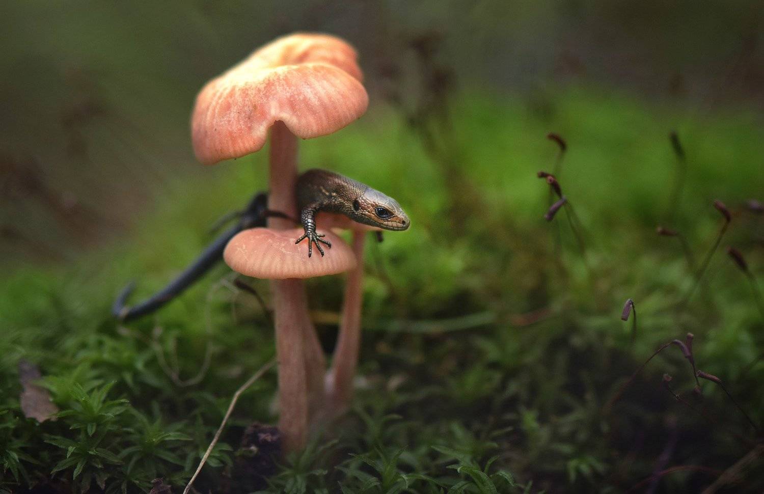 .... Автор: Макеев Алексей , Макеев Алексей