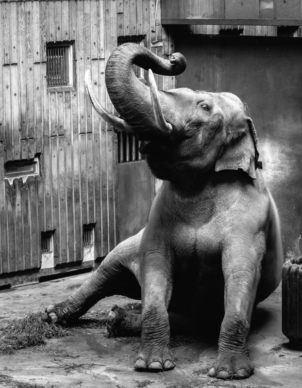 animals, nature, travel, life Elephantphoto preview