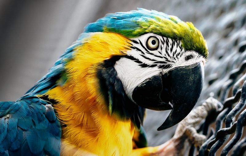 animals, nature, travel, life Попугайphoto preview