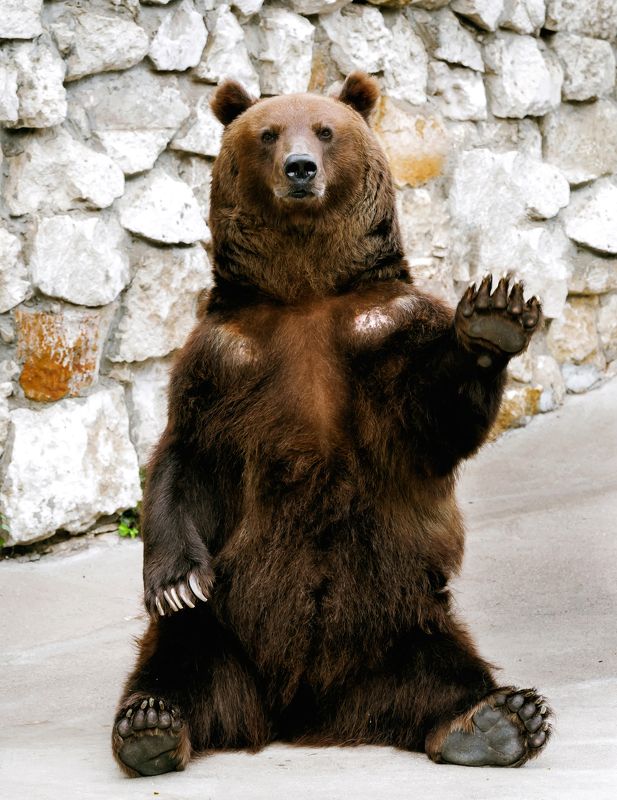 animals, nature, travel, life Привет всем!photo preview