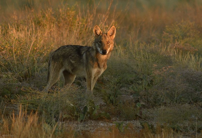 Волк в золотом фото превью