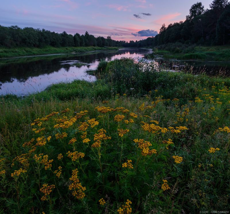молога,река,закат,пейзаж,природа,берег,трава,остров,цветы,пижма,панорама Вечер на речном острове фото превью