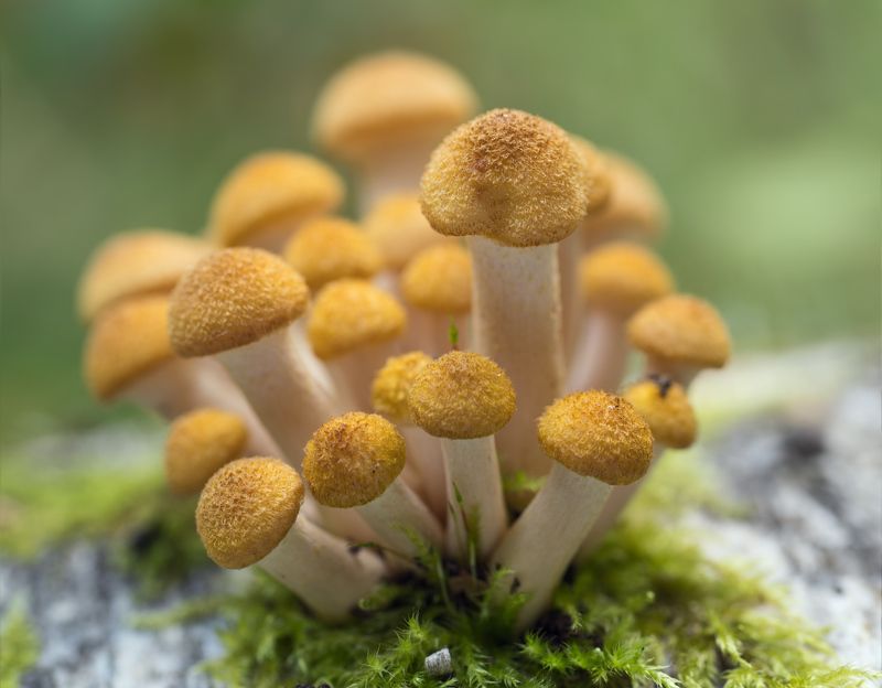 грибы,опята Банда рыжихphoto preview