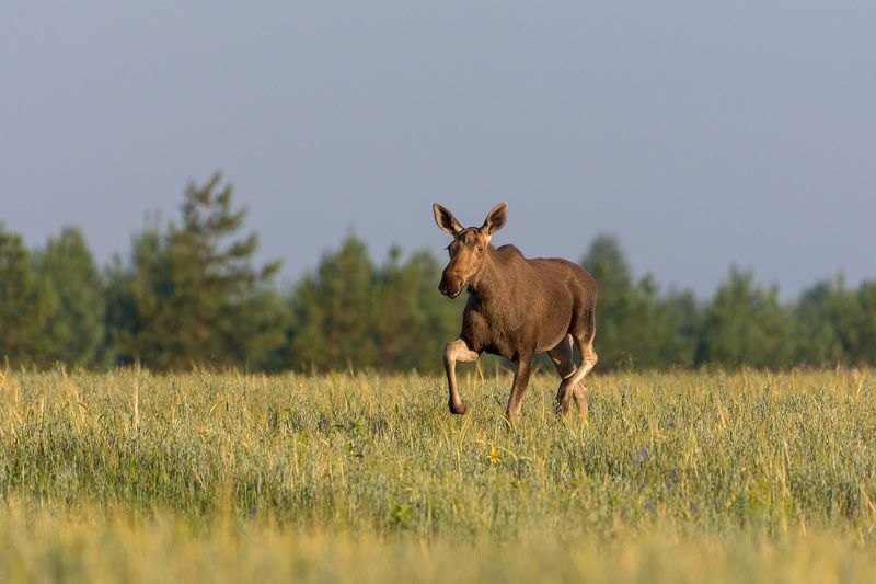 лось лосьphoto preview