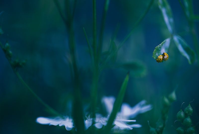 insects,ladybug,macro,beautiful,insect,wild,wildlife,nature,faerie,close up,fairy,ladybugs, Ladybugsphoto preview