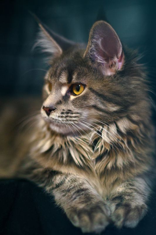 портрет, sony Тренируйся на кошках!photo preview