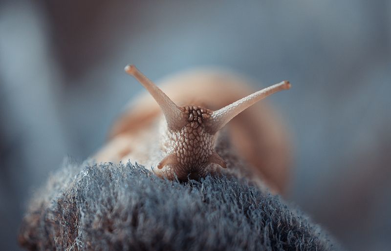 улитка, макро Пришелецphoto preview