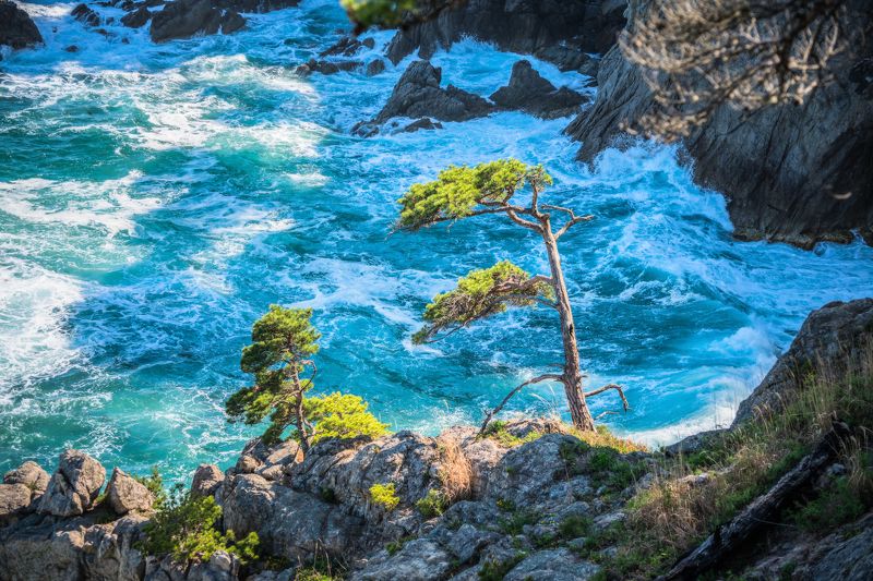 Приморье, Приморский край, Морской заповедник, море, сосны Борьба со стихиейphoto preview