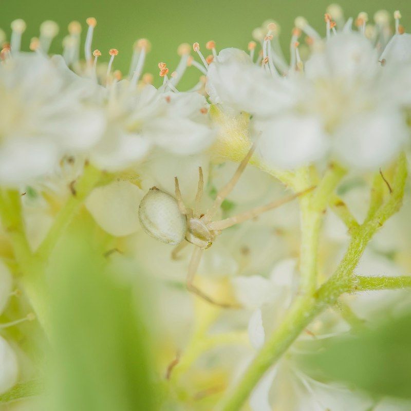 белоеphoto preview