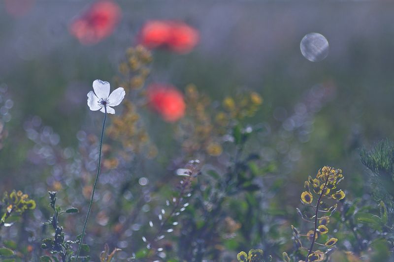 poppy, nature The white poppyphoto preview