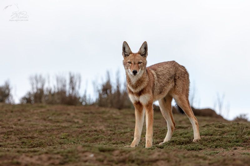 Эфиопский волк (Ethiopian wolf)photo preview