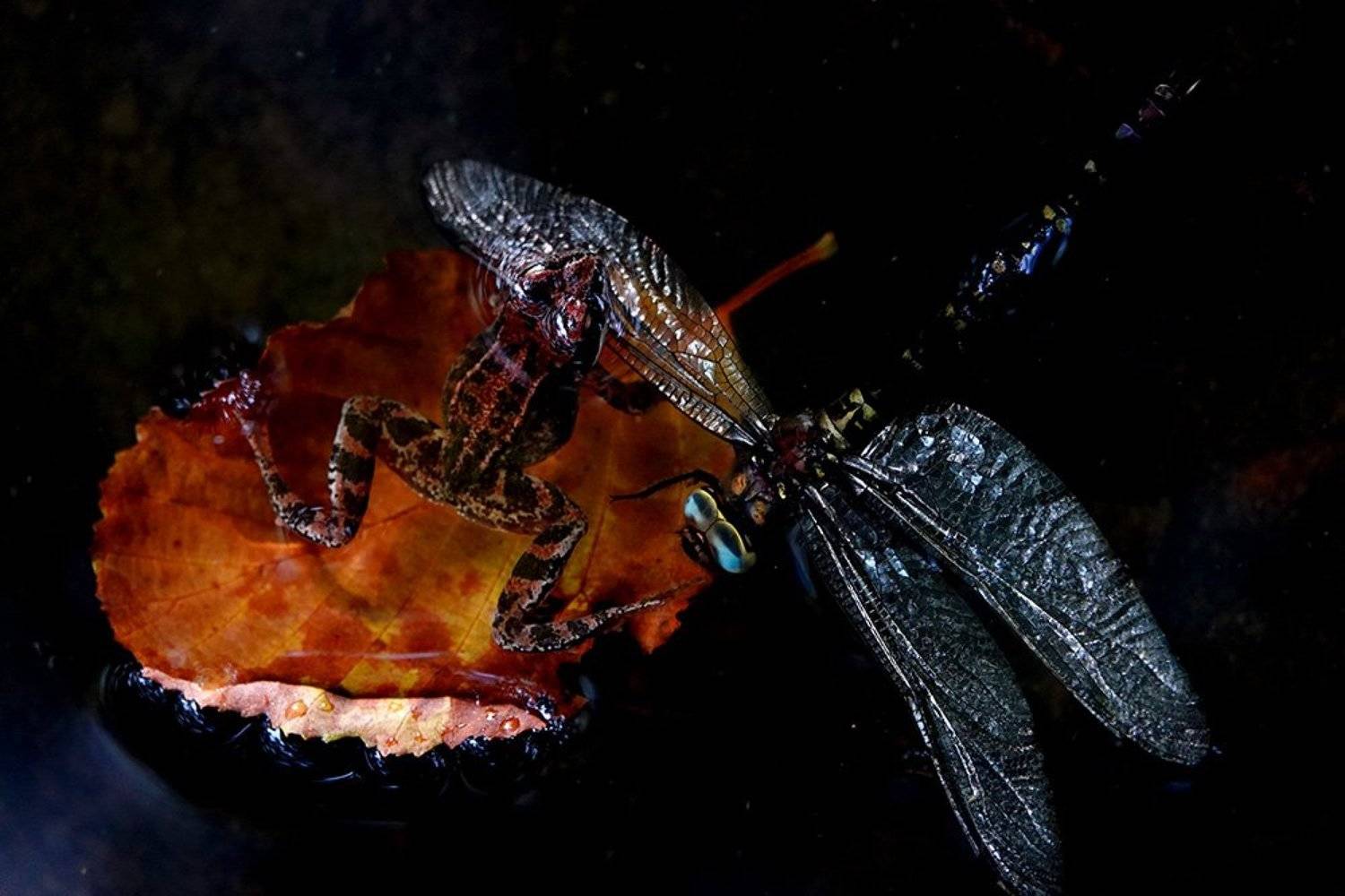 Здравствуй осень!. Автор: Иваненко Светлана , Иваненко Светлана