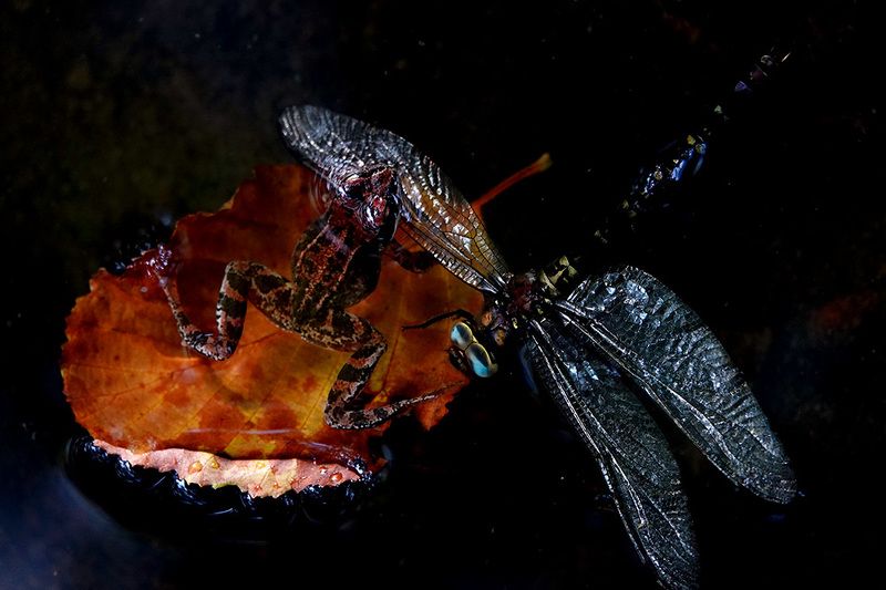 Здравствуй осень!photo preview