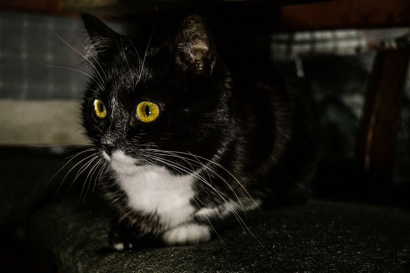 Пригрелась...photo preview