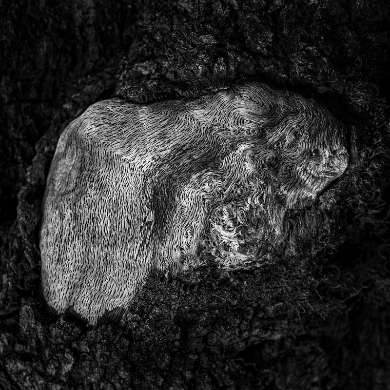 nature, forest, black and white, tree, abstract,  The Maze photo preview