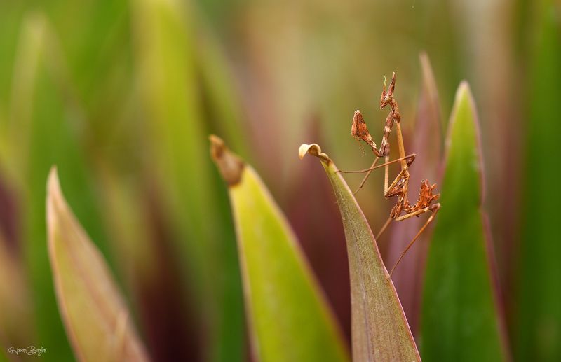 #empusa#fasciata#coneheadmantis#mantis#macro#nature#northcyprus Empusaphoto preview