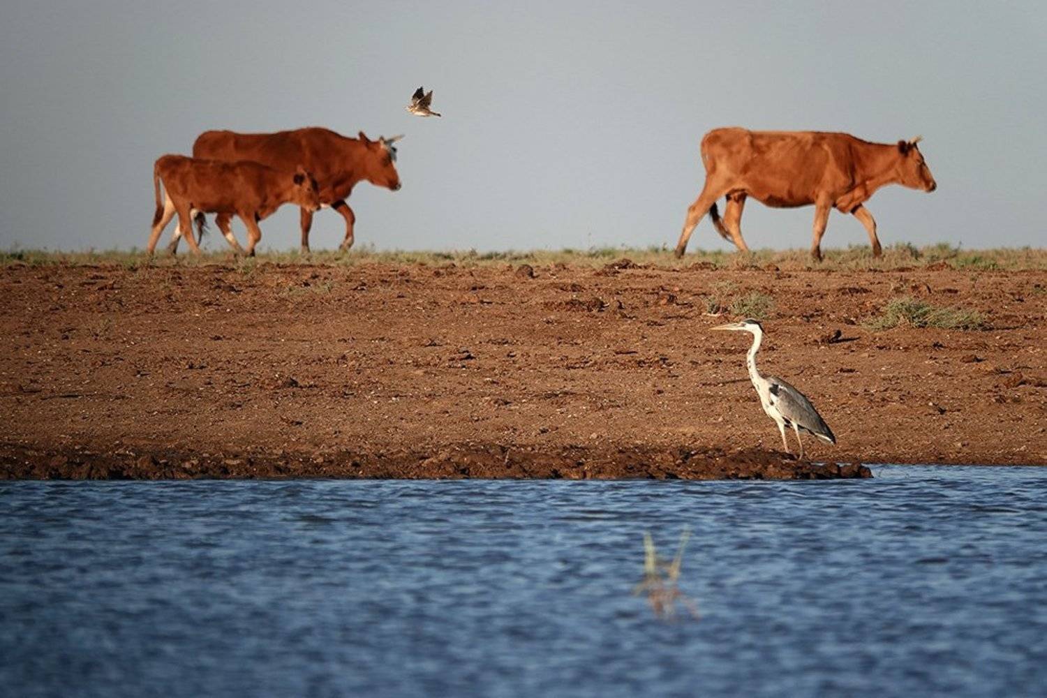 , Иваненко Светлана