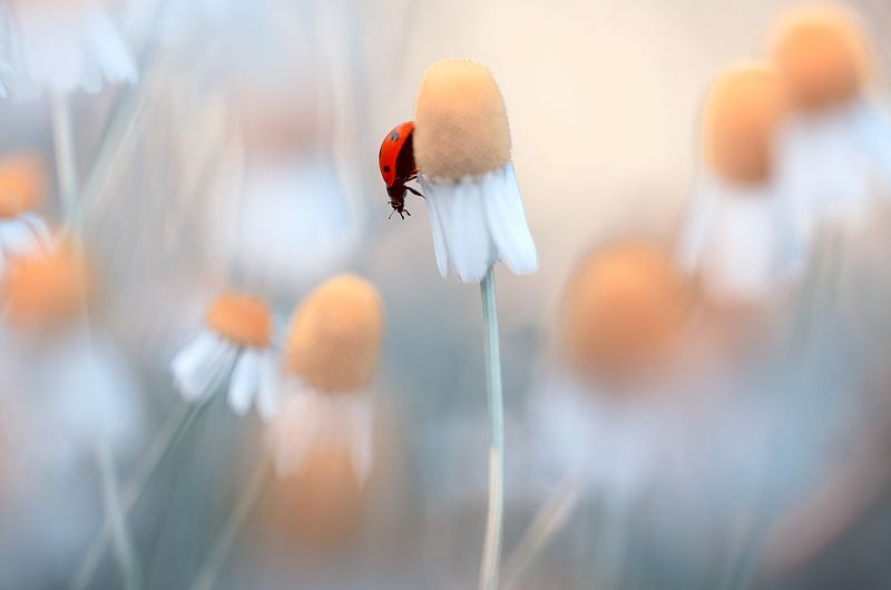 insects,ladybug,macro,beautiful,insect,wild,wildlife,nature,faerie,close up,fairy,ladybugs, Ladybugphoto preview