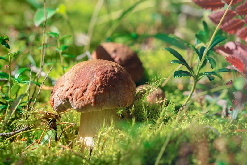 белый, гриб Белыйphoto preview