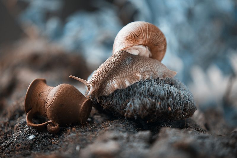 макро, улитки Лара Крофтphoto preview