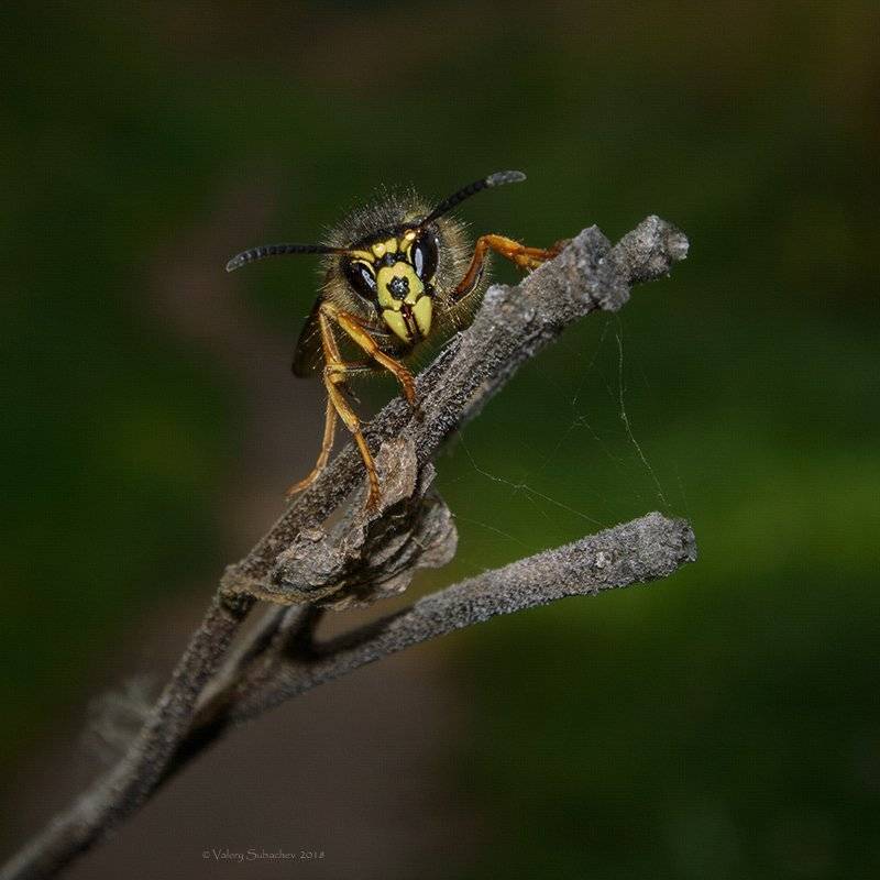 Шершень. Автор: Валерий Субачев , Валерий Субачев