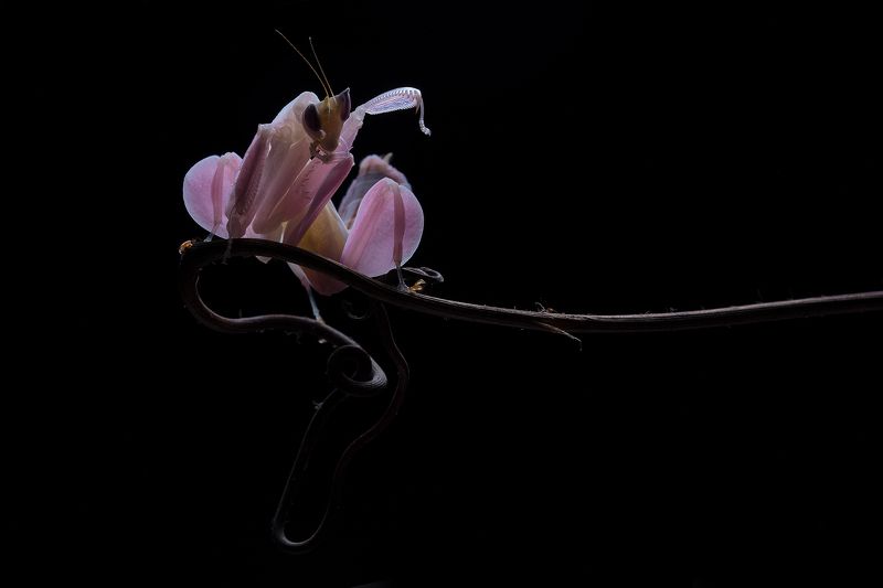 macro, mantis, orchid, pink, malaysia Pink Mantisphoto preview