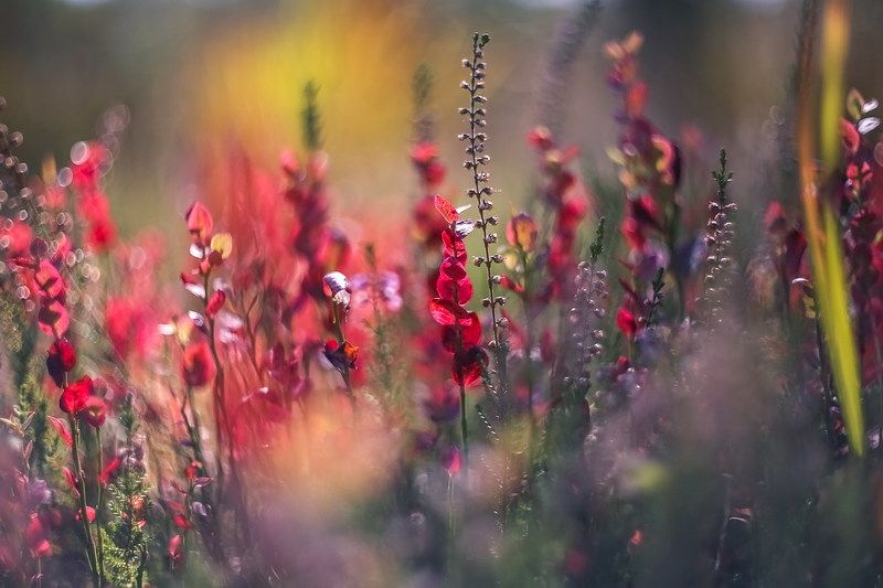 Краски осениphoto preview