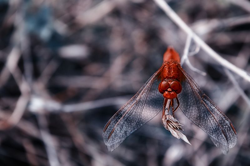 red, dragonfly, macro, красная, стрекоза, стрекоза Red Dragonflyphoto preview