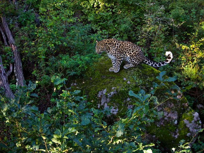 леопард и красный гриб фото превью