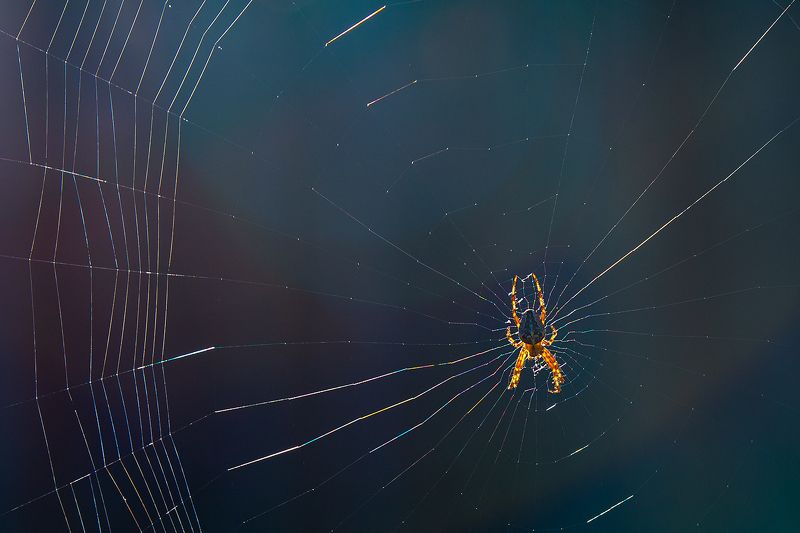 Pająk przędzie swoją nić ! фото превью