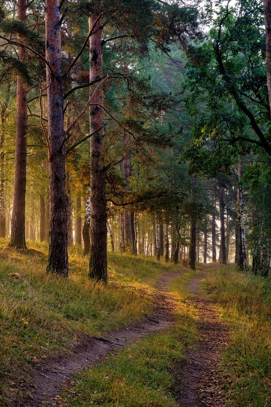 пейзаж Лесная. Утренняяphoto preview