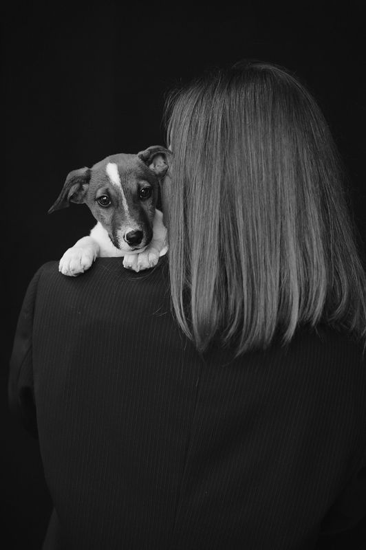 джек, рассел ***photo preview