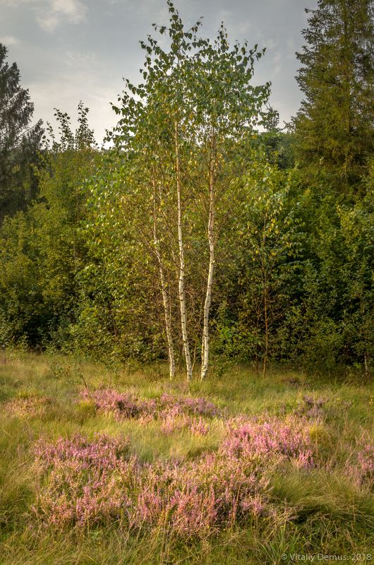 лето, погода, горы, лес, карпаты, березы, цветы, поляна, свет Равновесие после дождя. Сколевские Бескиды. Карпаты.photo preview