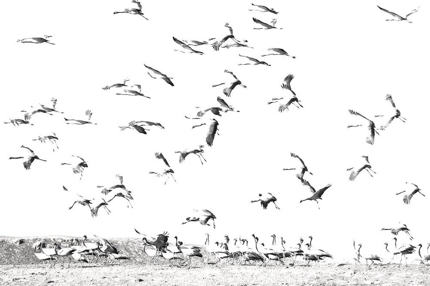 Красавки. Автор: Иваненко Светлана , Иваненко Светлана