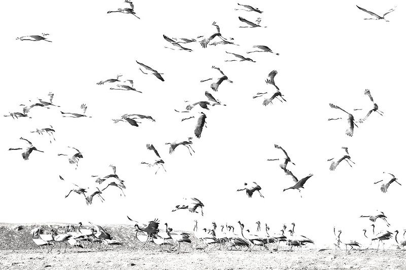 Красавкиphoto preview