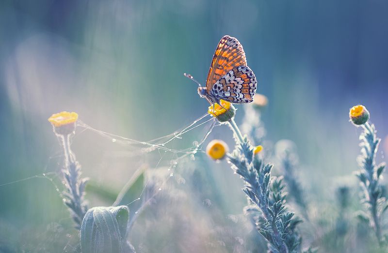 insects,butterfly,macro,beautiful,insect,wild,wildlife,nature,faerie,close up,macro,fairy, Butterflyphoto preview