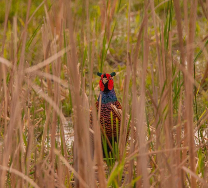 крупная промысловая птица из сем. куриных с ярким оперением. фАЗАНphoto preview