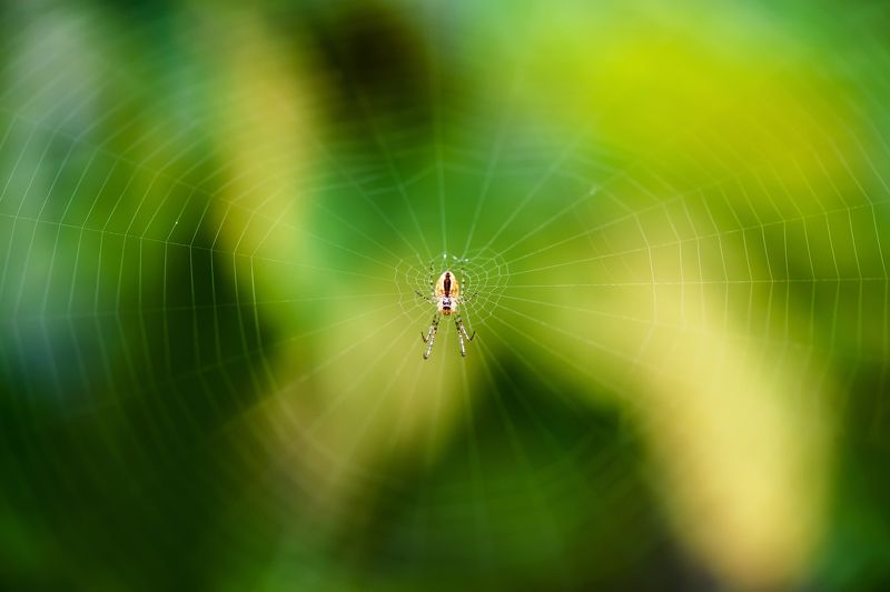 Паук за работойphoto preview