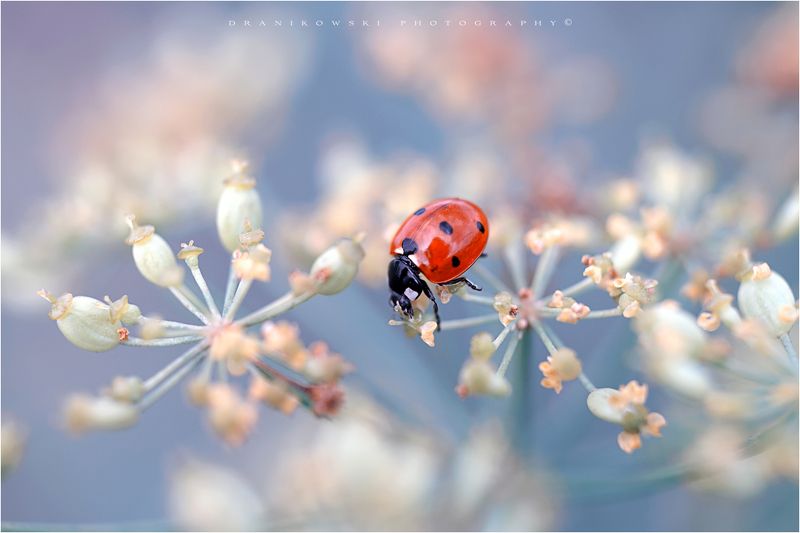 ladybug ladybird artistic macro m42 bokeh magic biedronka natural ladybugphoto preview