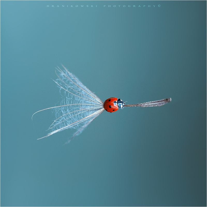 ladybug ladybird artistic macro m42 bokeh magic biedronka natural art dranikowski на метле на метлеphoto preview