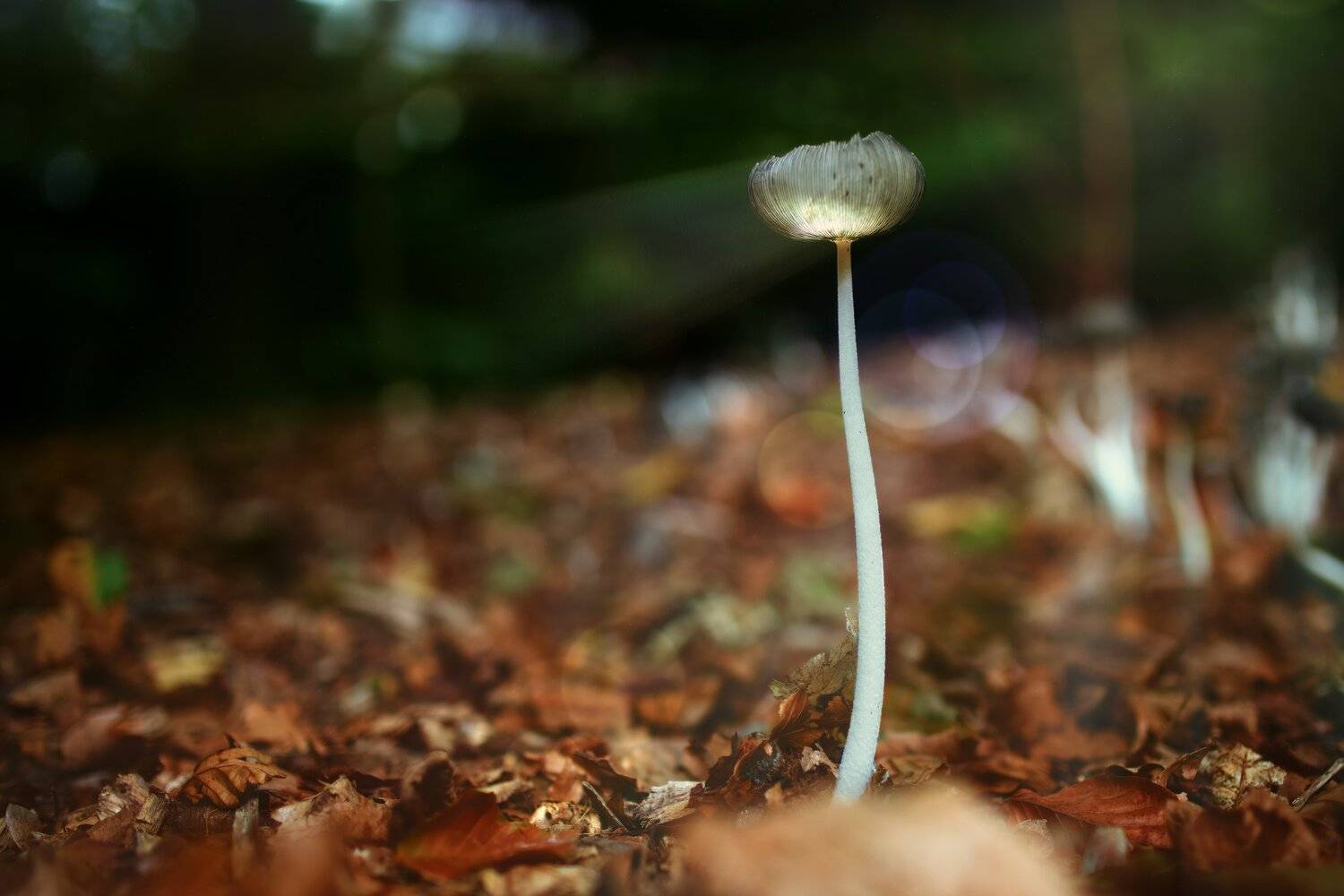 , Игорь Дубровский