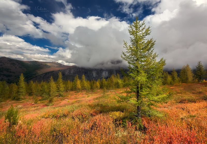 Краски Алтаяphoto preview