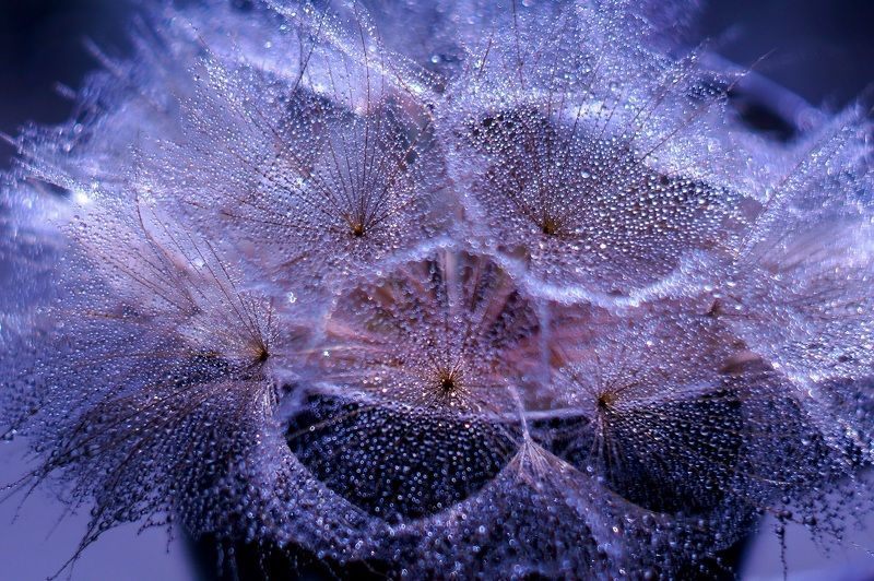 макро,одуванчик,гелиос, Про одуванчик.photo preview