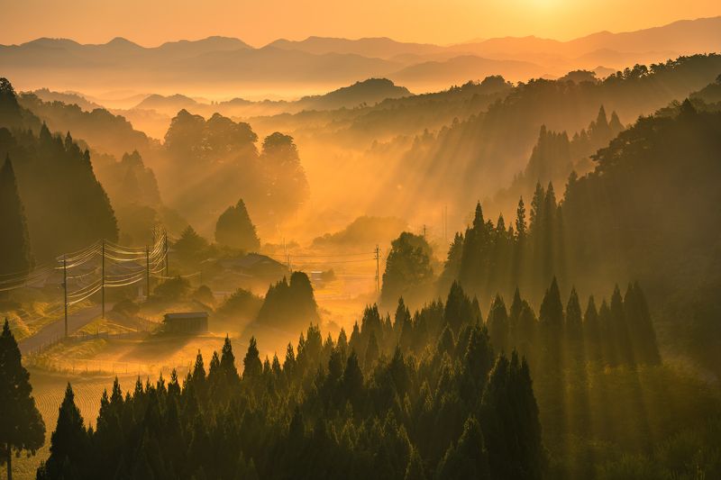 landscape nature foggy morning sunrise village tree Nara Japan  Morning Light photo preview