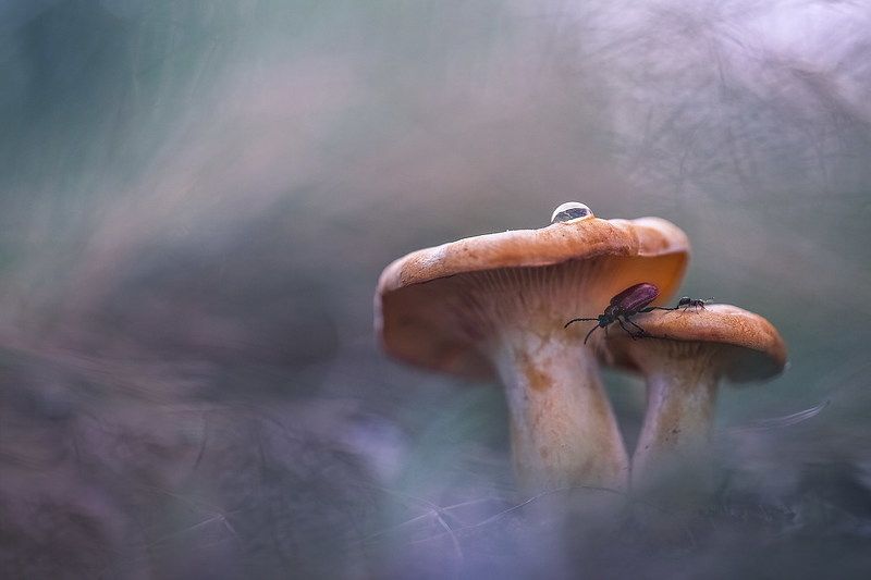 Pro капелькуphoto preview