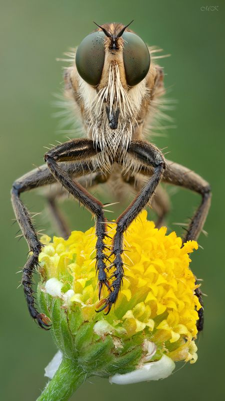 ктырь, asilidae, robber fly Из серии \