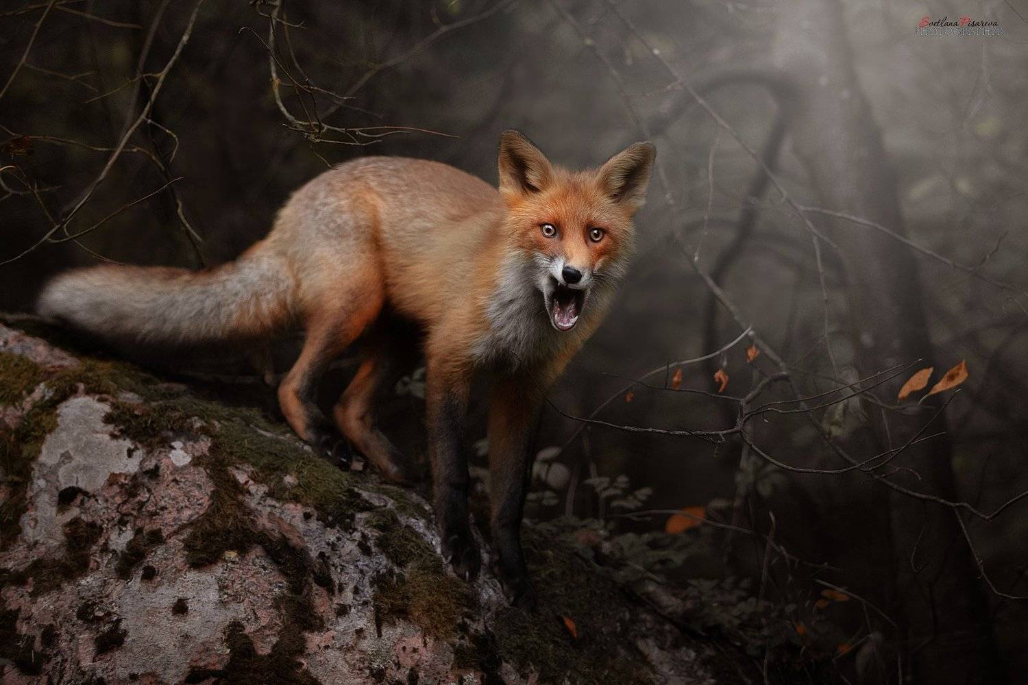 , Светлана Писарева